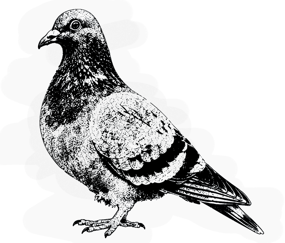 Larry the One-Legged Pigeon Sweat